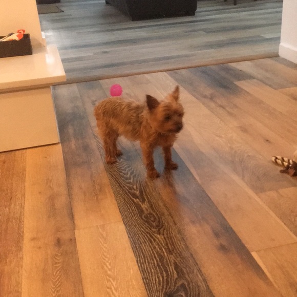 Meet your Posher, David - Picture 1 of 1